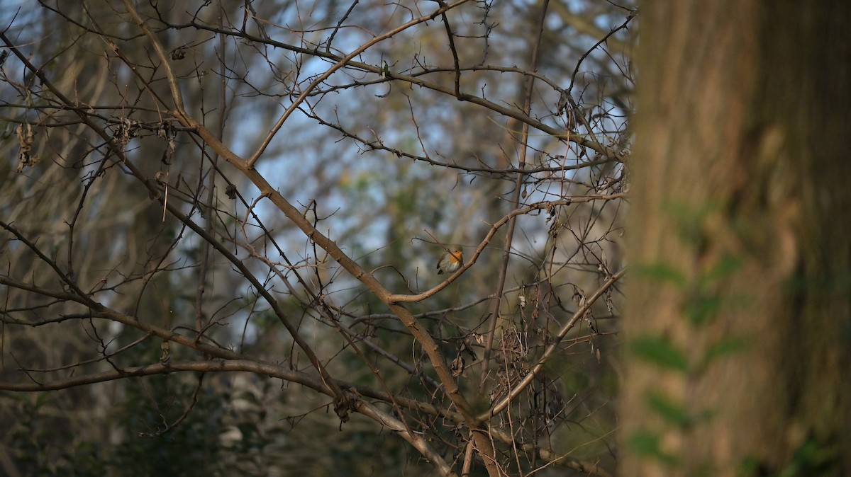 Rougegorge familier - ML646740925