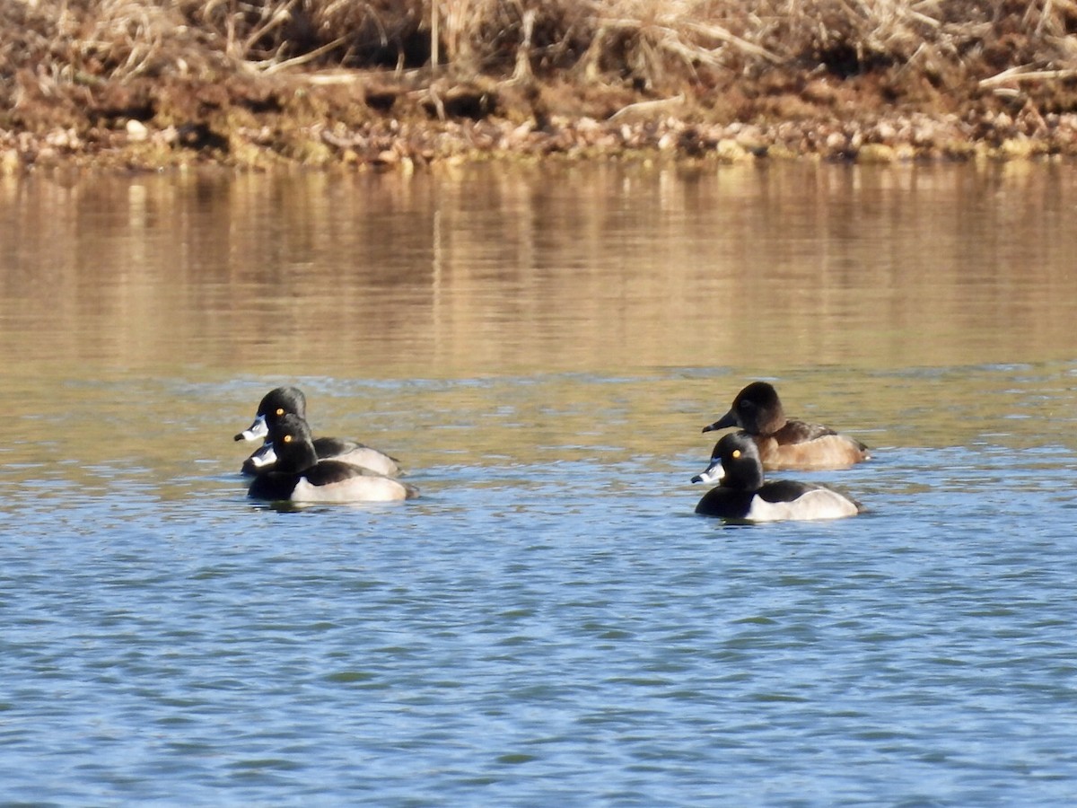 Ring-necked Duck - ML646740929