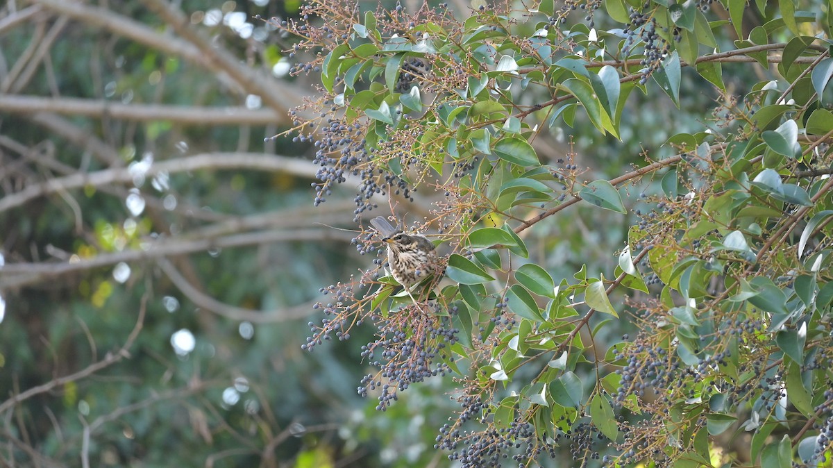 Grive mauvis - ML646740930