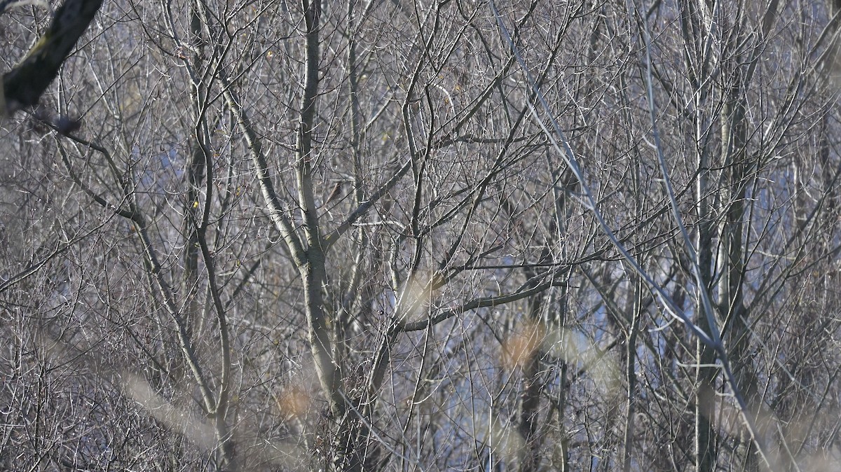 Grive mauvis - ML646740931