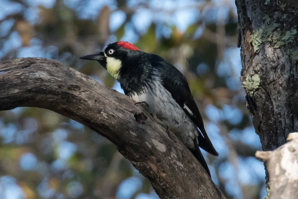 Acorn Woodpecker - ML646740942