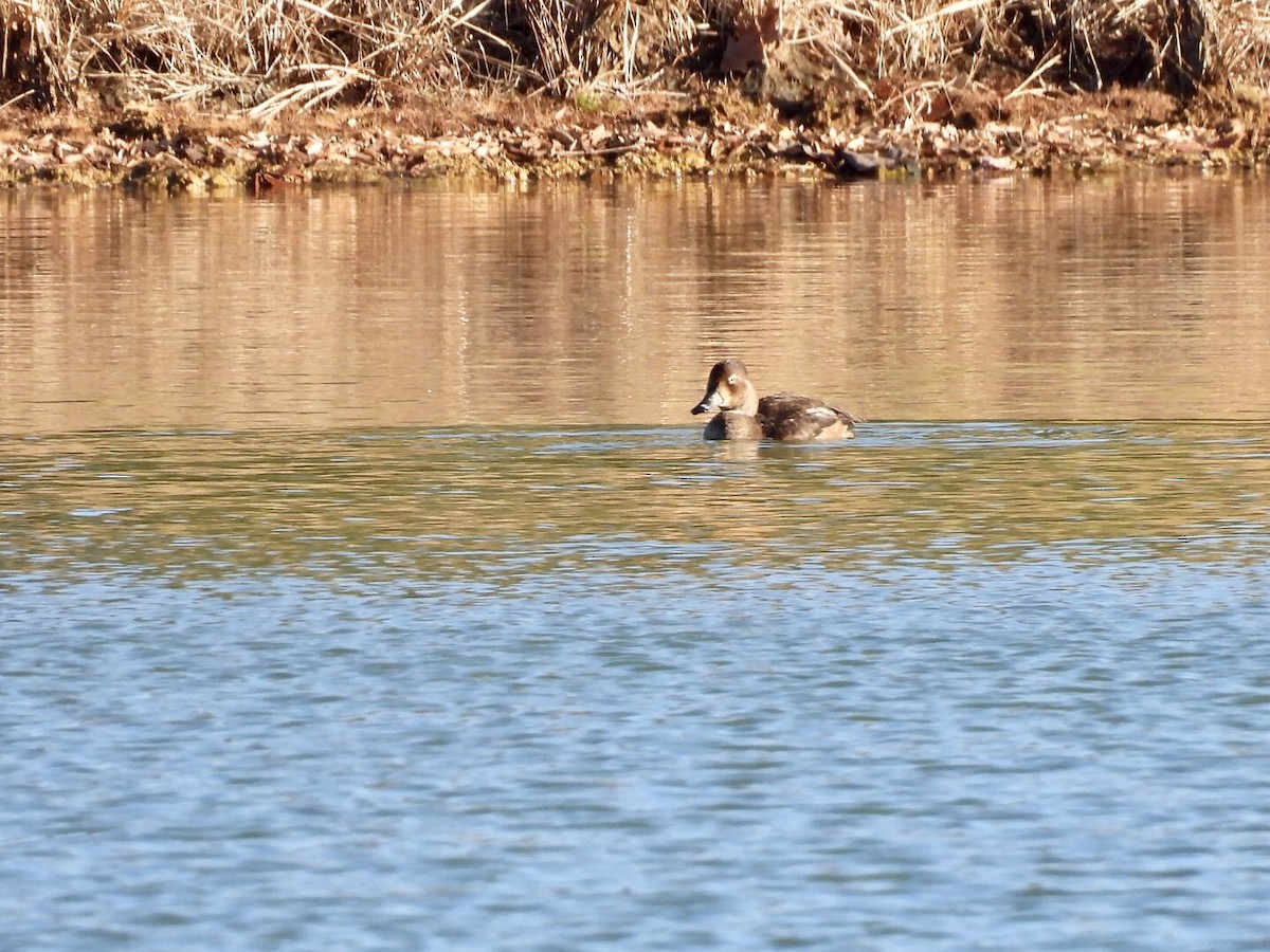 Ring-necked Duck - ML646740943