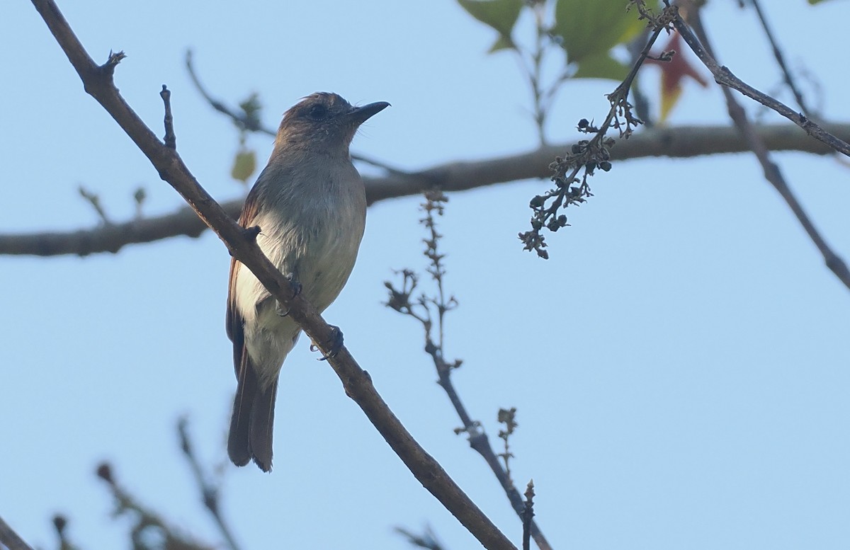Papamoscas de Sumba Oscuro - ML646740945