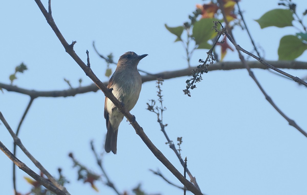 Papamoscas de Sumba Oscuro - ML646740947
