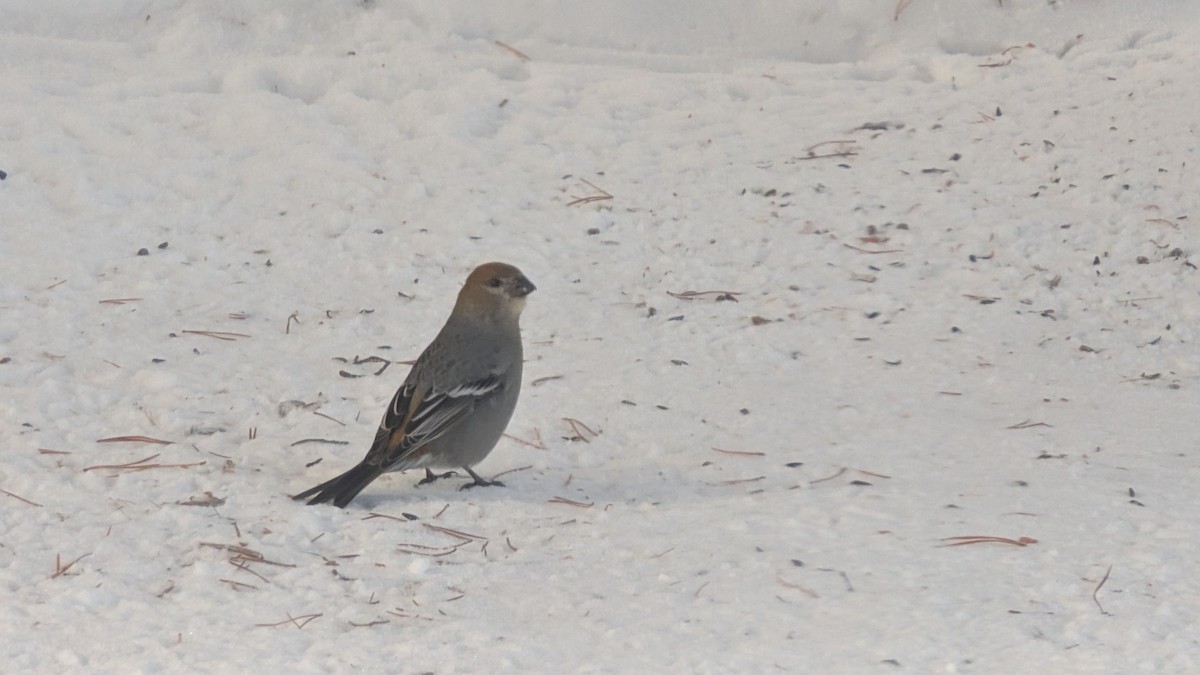 Tayga Çütresi - ML646740948