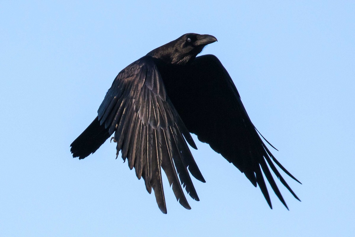 עורב שחור - ML646740949