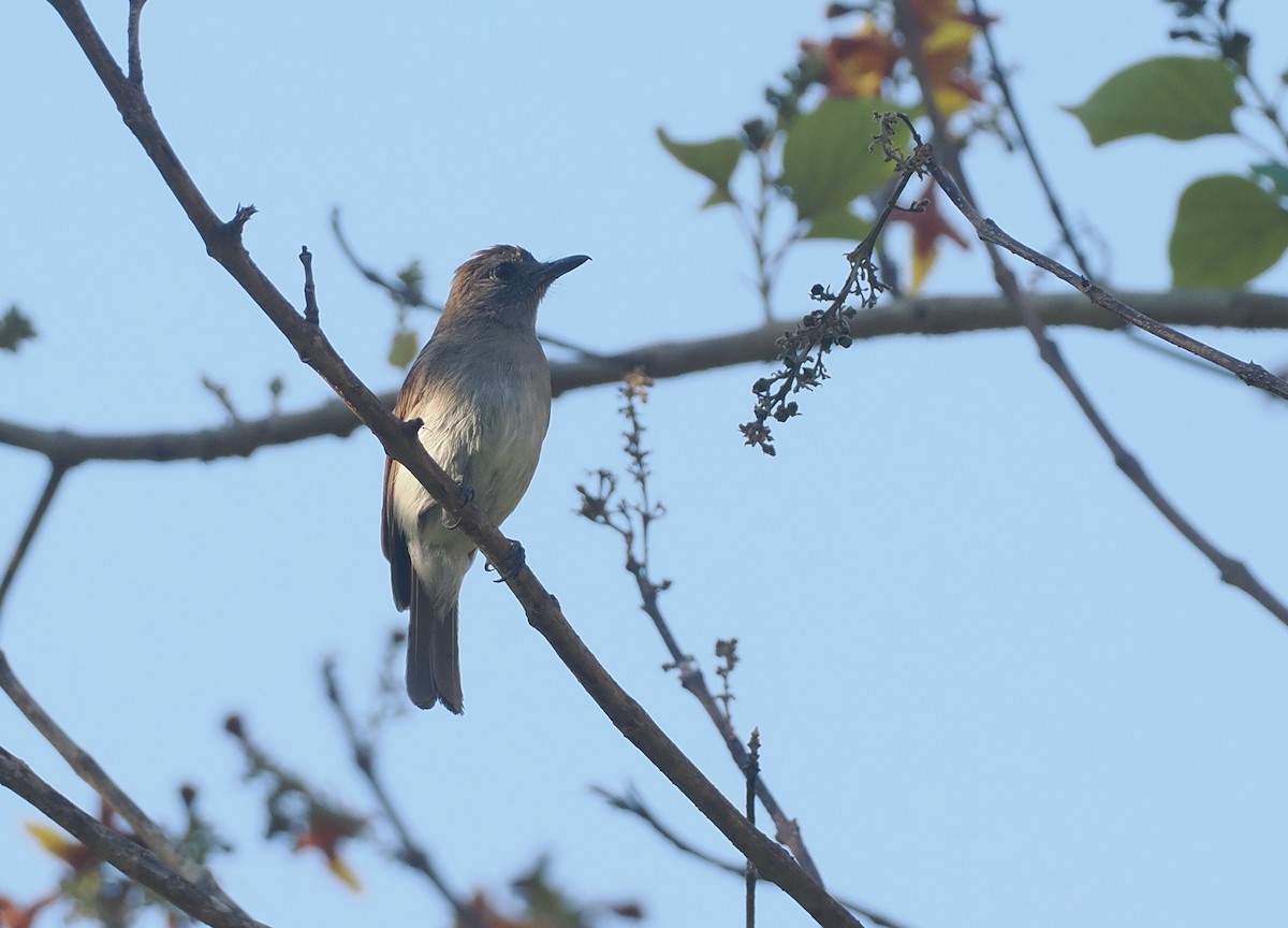 Papamoscas de Sumba Oscuro - ML646740951