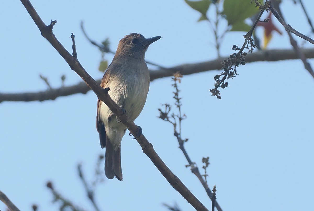 Papamoscas de Sumba Oscuro - ML646740953
