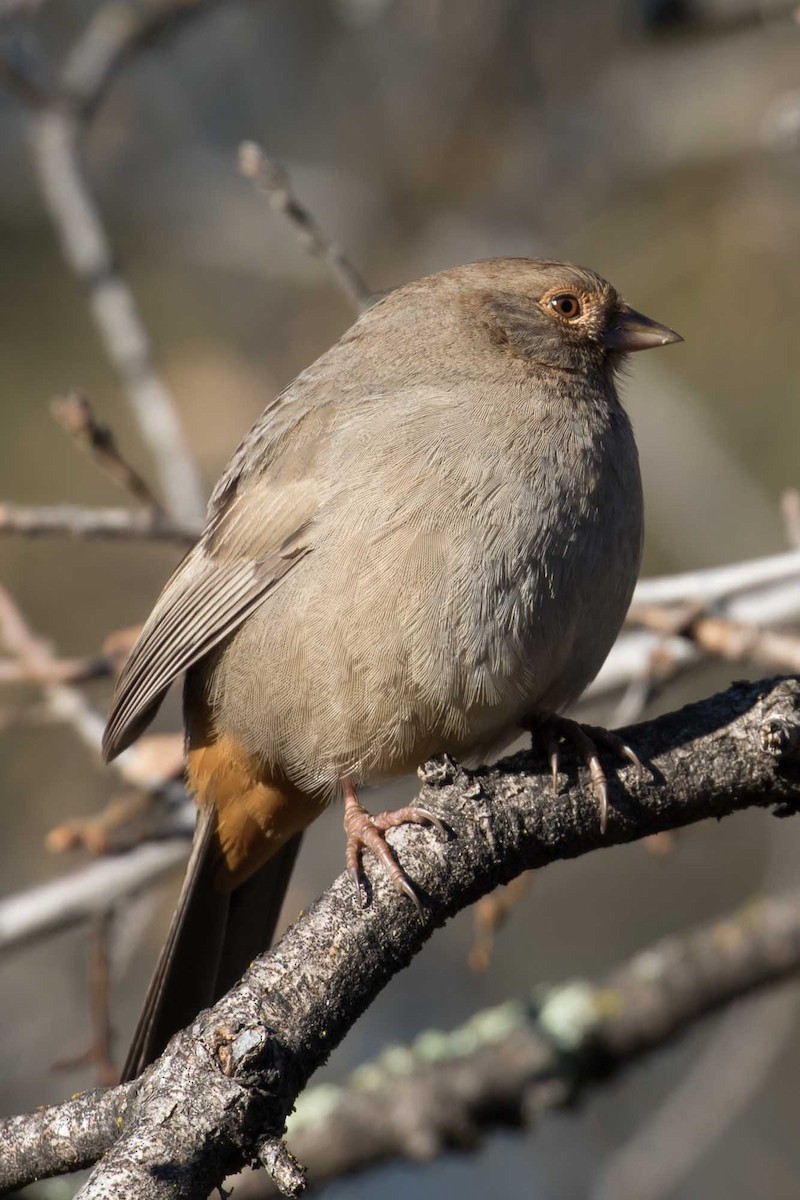 California Towhee - ML646740954