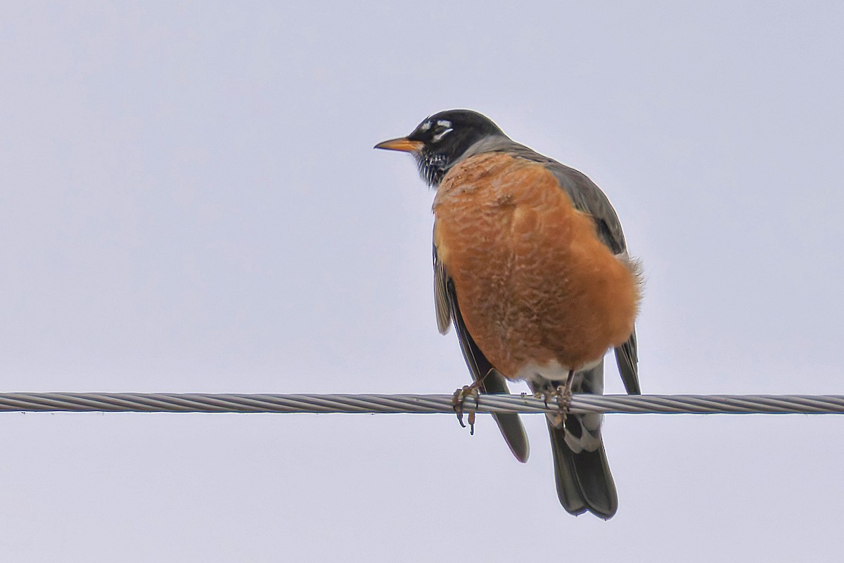 American Robin - ML646740959