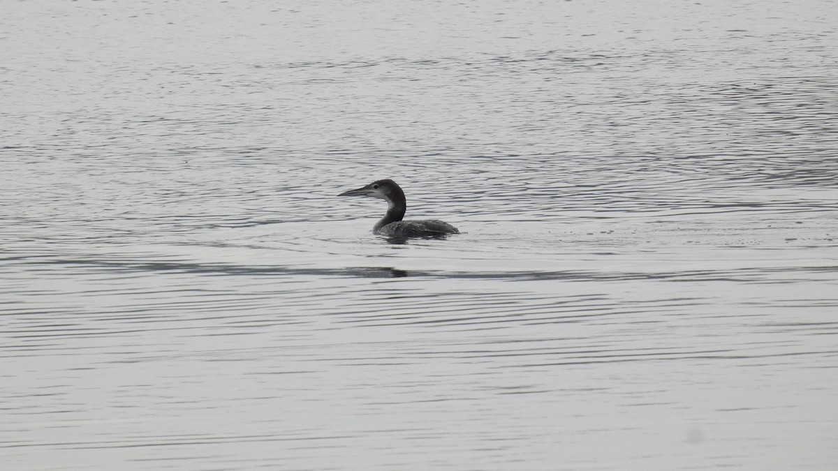Common Loon - ML646740960