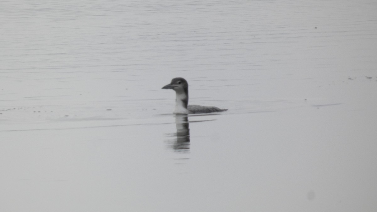 Common Loon - ML646740961