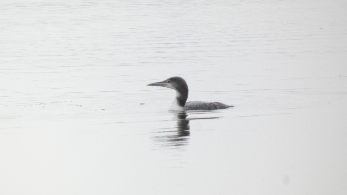 Common Loon - ML646740962