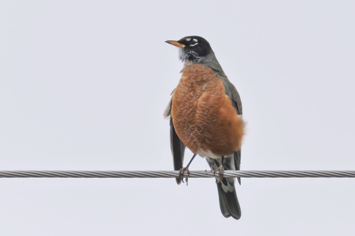 American Robin - ML646740966