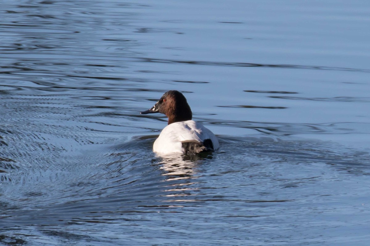 Canvasback - ML646740969