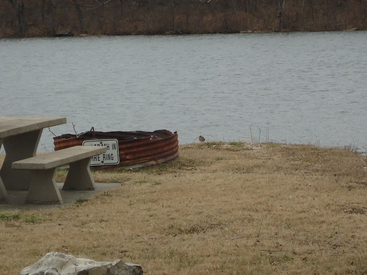 Wilson's Snipe - ML646740970