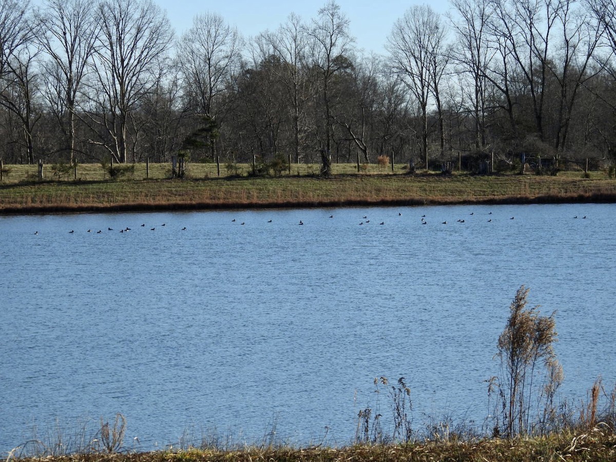 Ring-necked Duck - ML646740972
