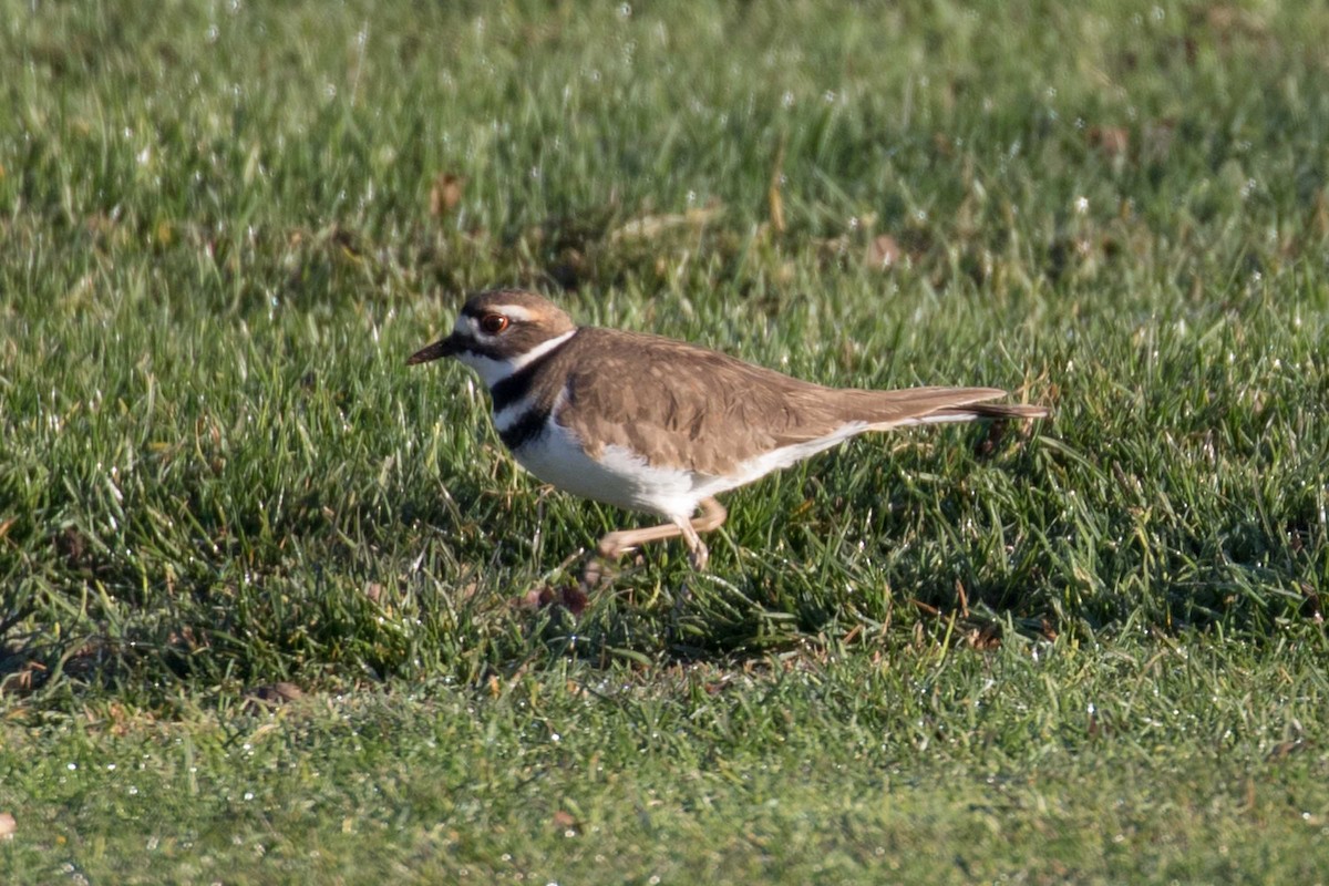 Killdeer - ML646740974