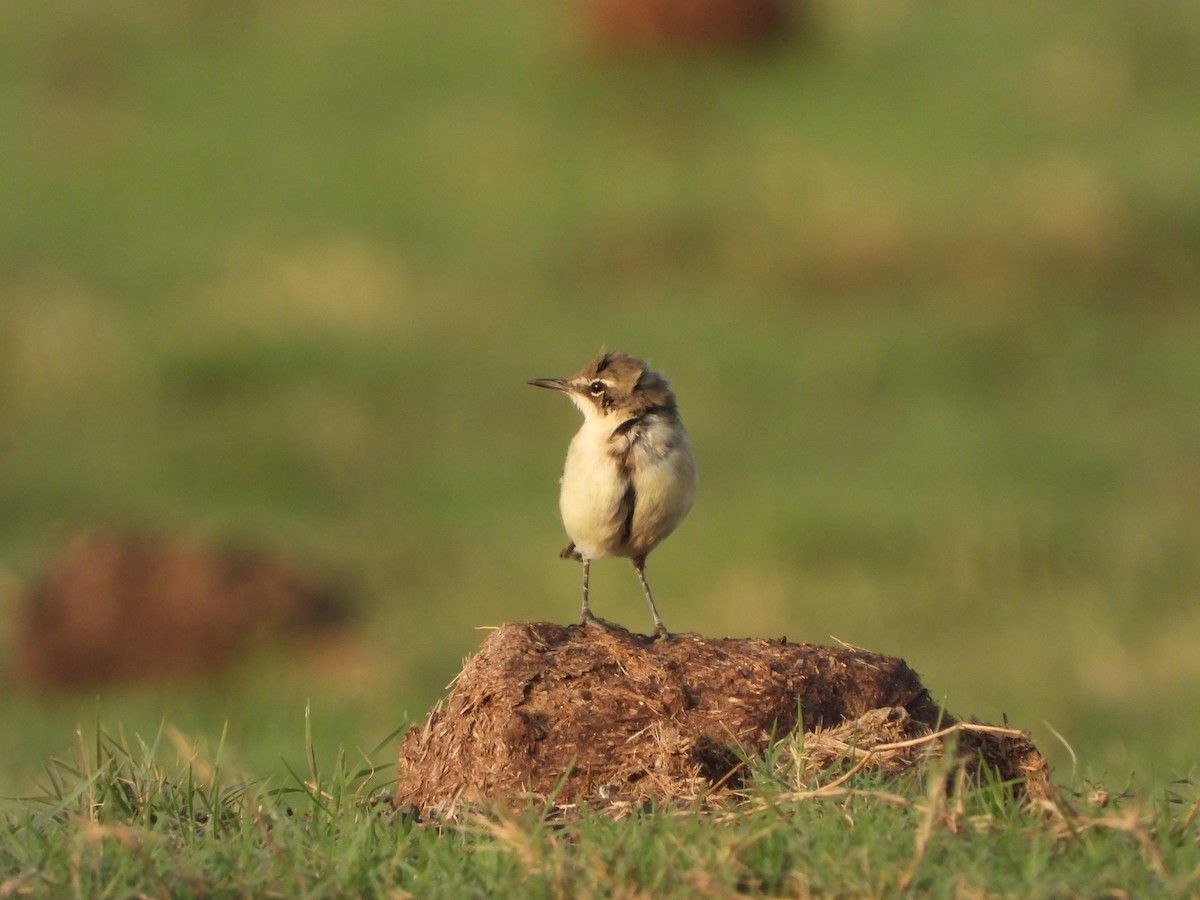 Lurmuturreko buztanikara - ML646740984