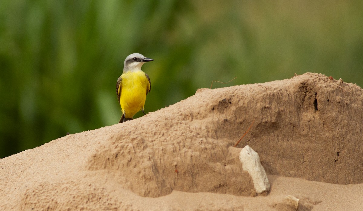 White-throated Kingbird - ML646740987