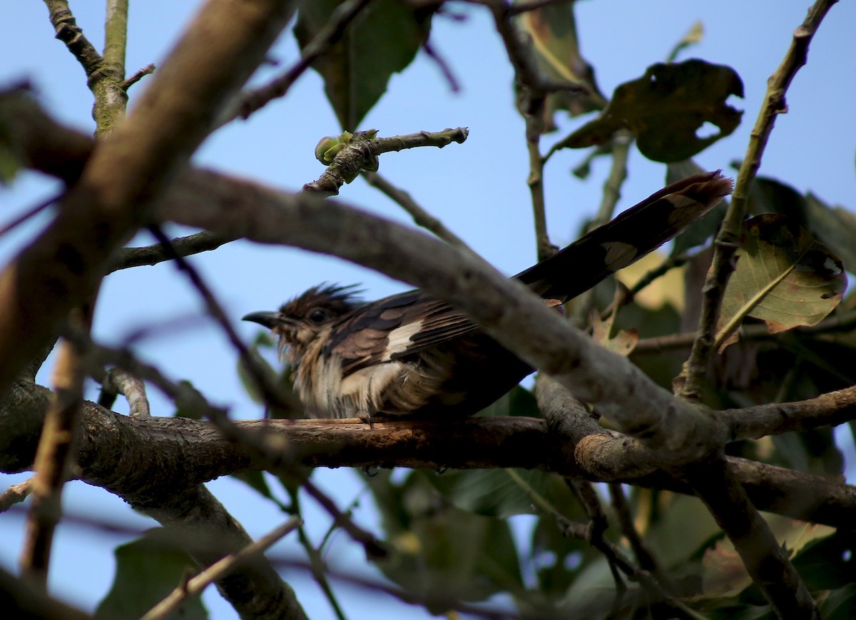 Tepeli Alaca Guguk - ML646740989