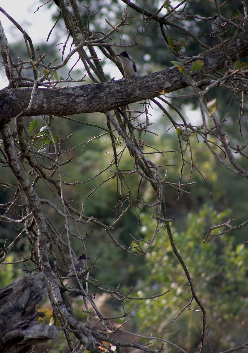 Tepeli Alaca Guguk - ML646740990