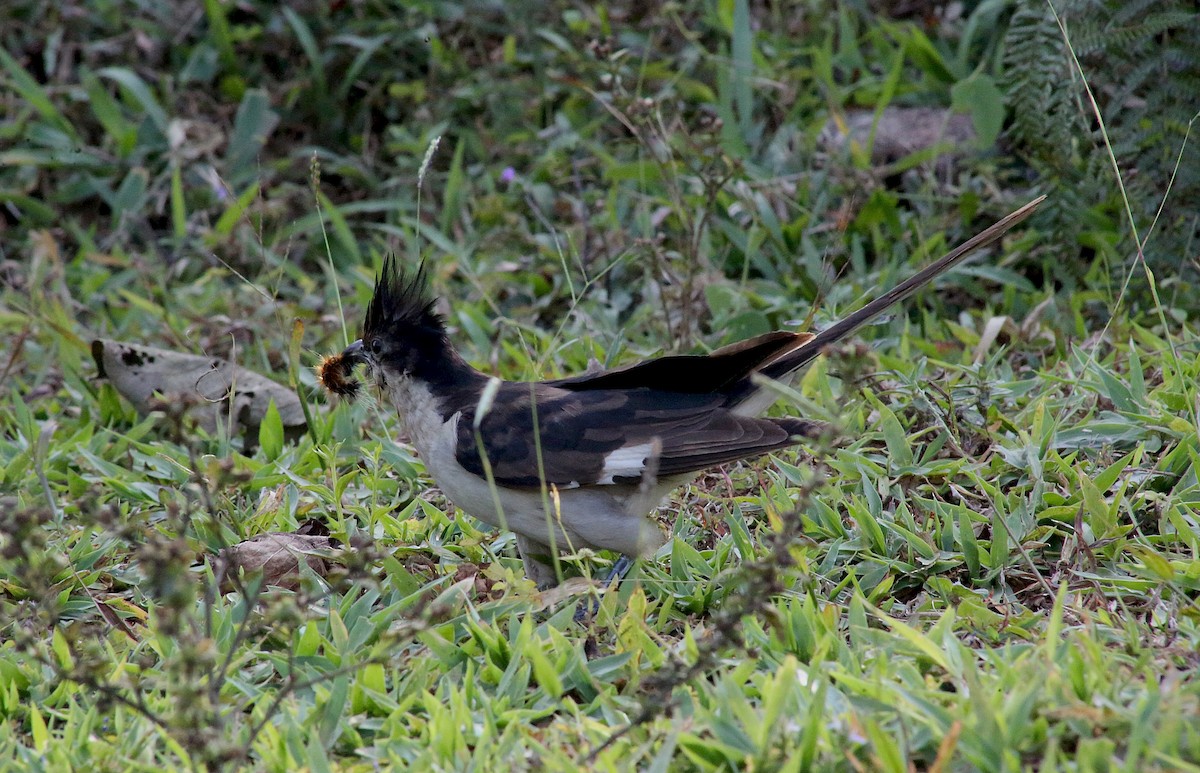 Tepeli Alaca Guguk - ML646740991