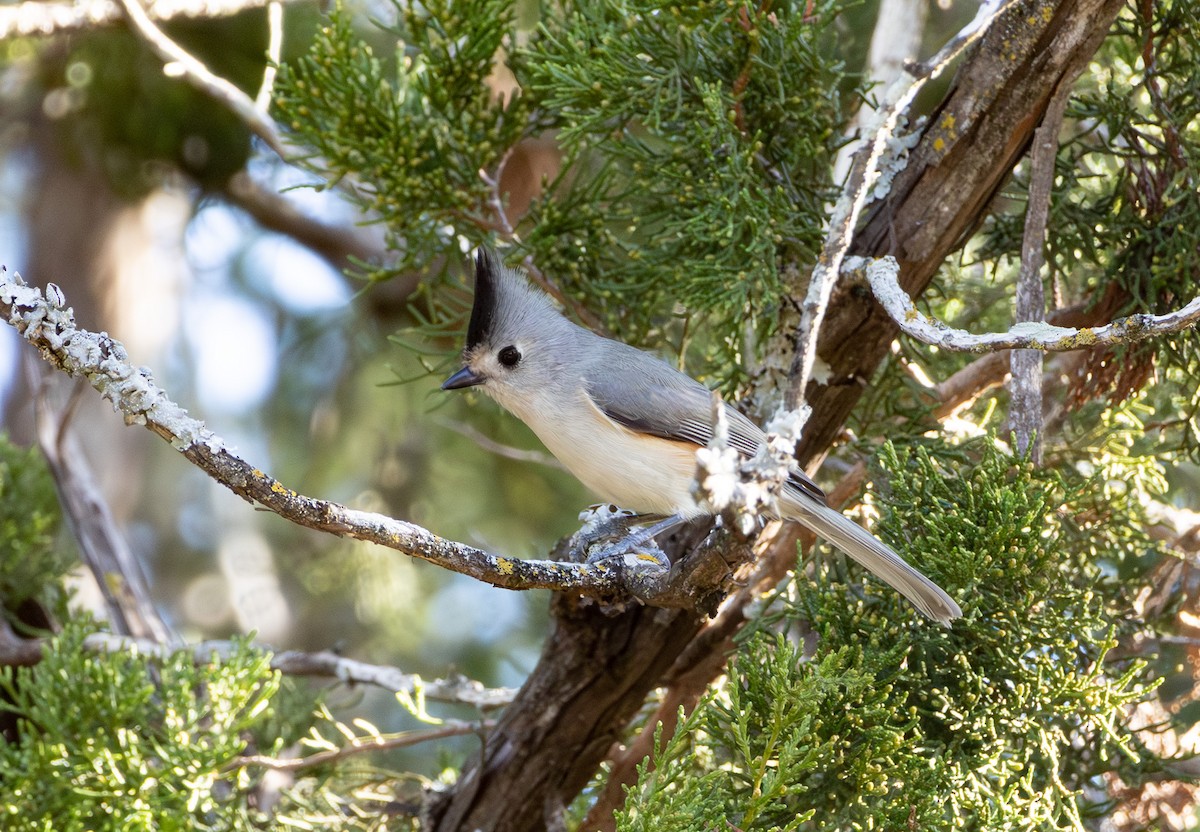 Black-crested Titmouse - ML646740992