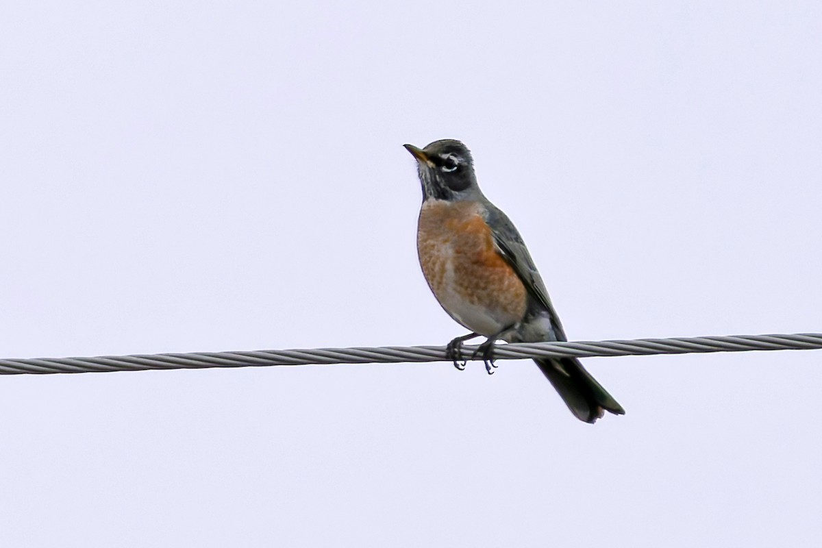 American Robin - ML646740993