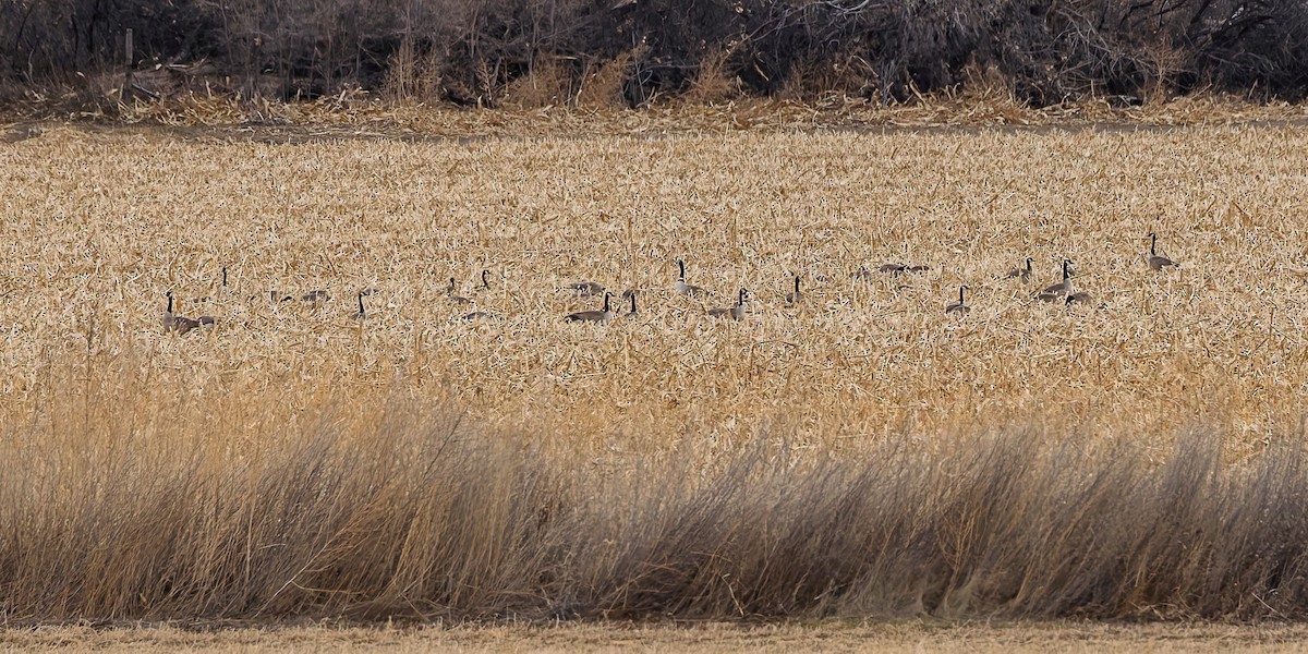 Canada Goose - ML646741001
