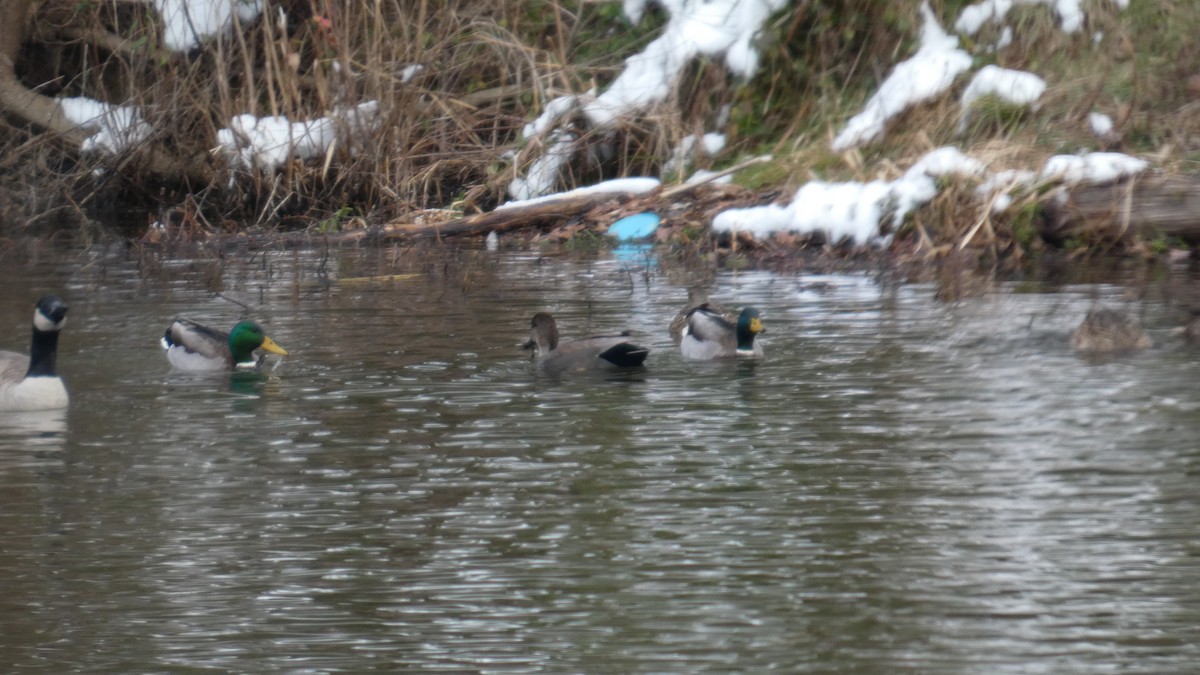 赤膀鴨 - ML646741007