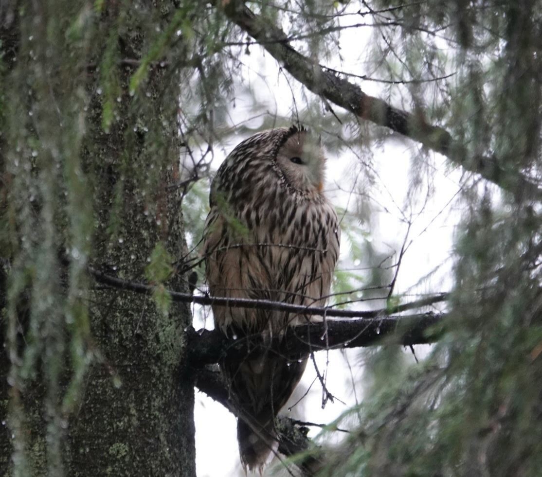 Ural Owl - ML646741015