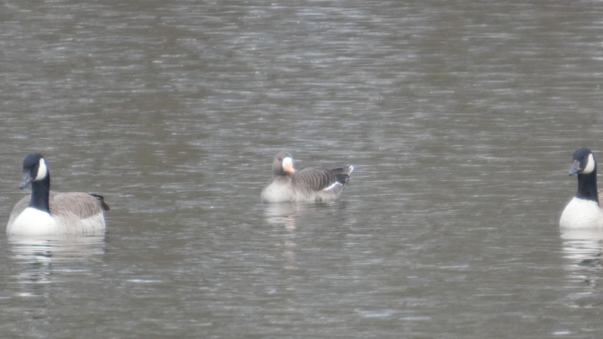 白額雁 - ML646741019