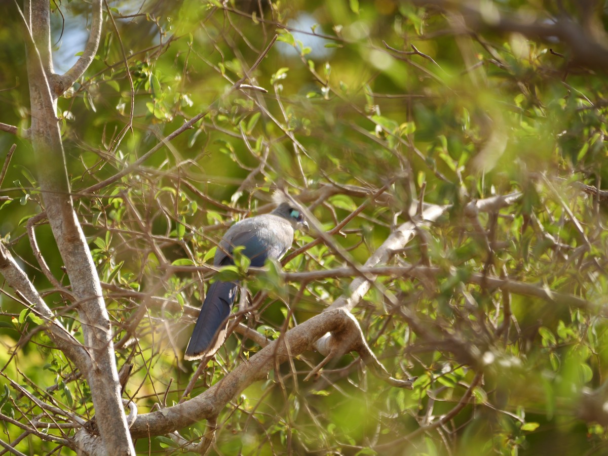 Crested Coua - ML646741027