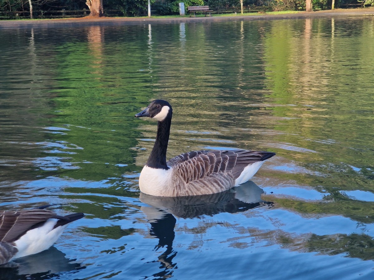 Canada Goose - ML646741032