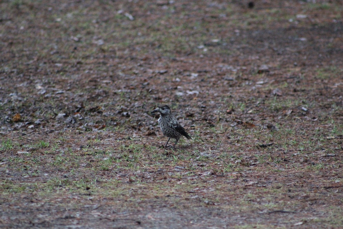 Northern Nutcracker - ML646741033