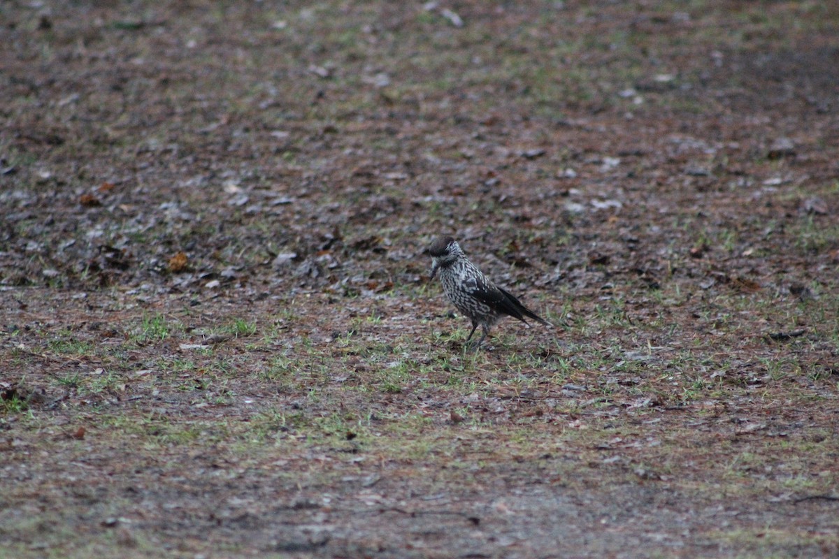 Northern Nutcracker - ML646741034