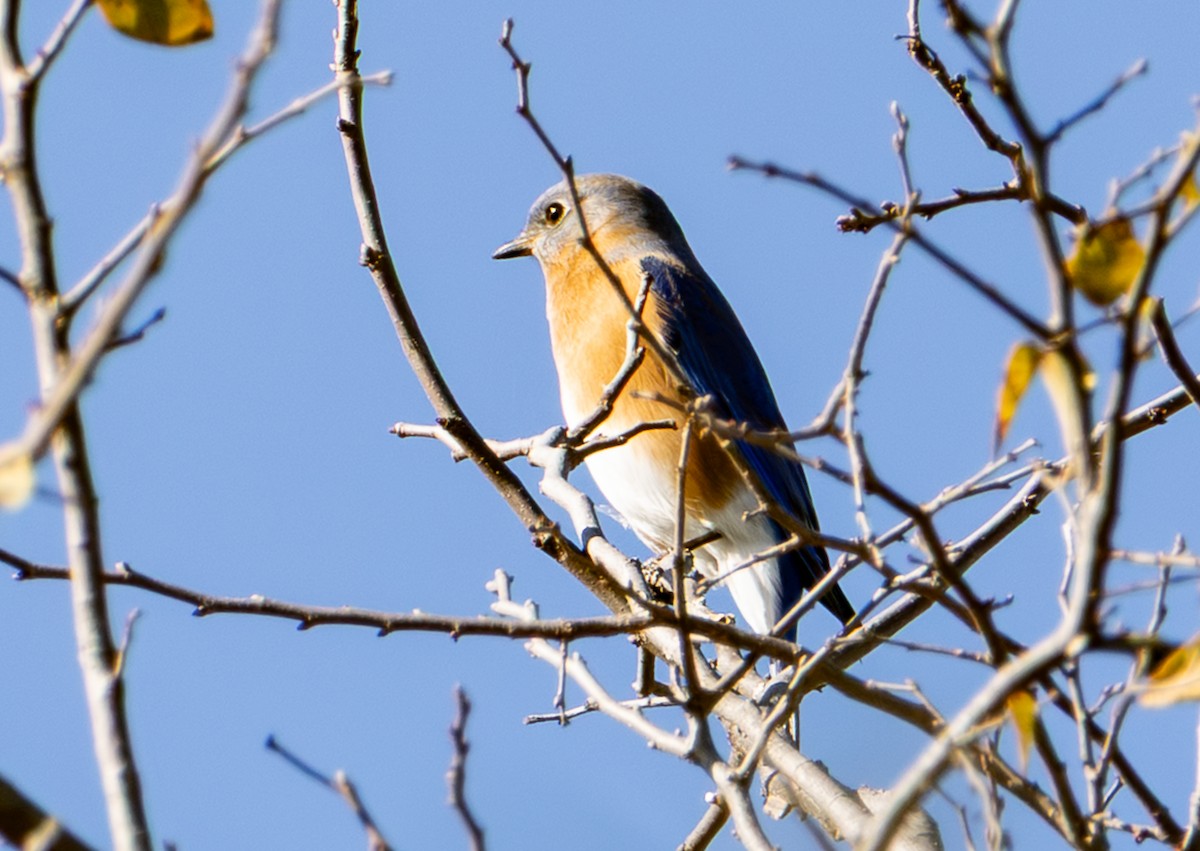 Azulejo Oriental - ML646741037