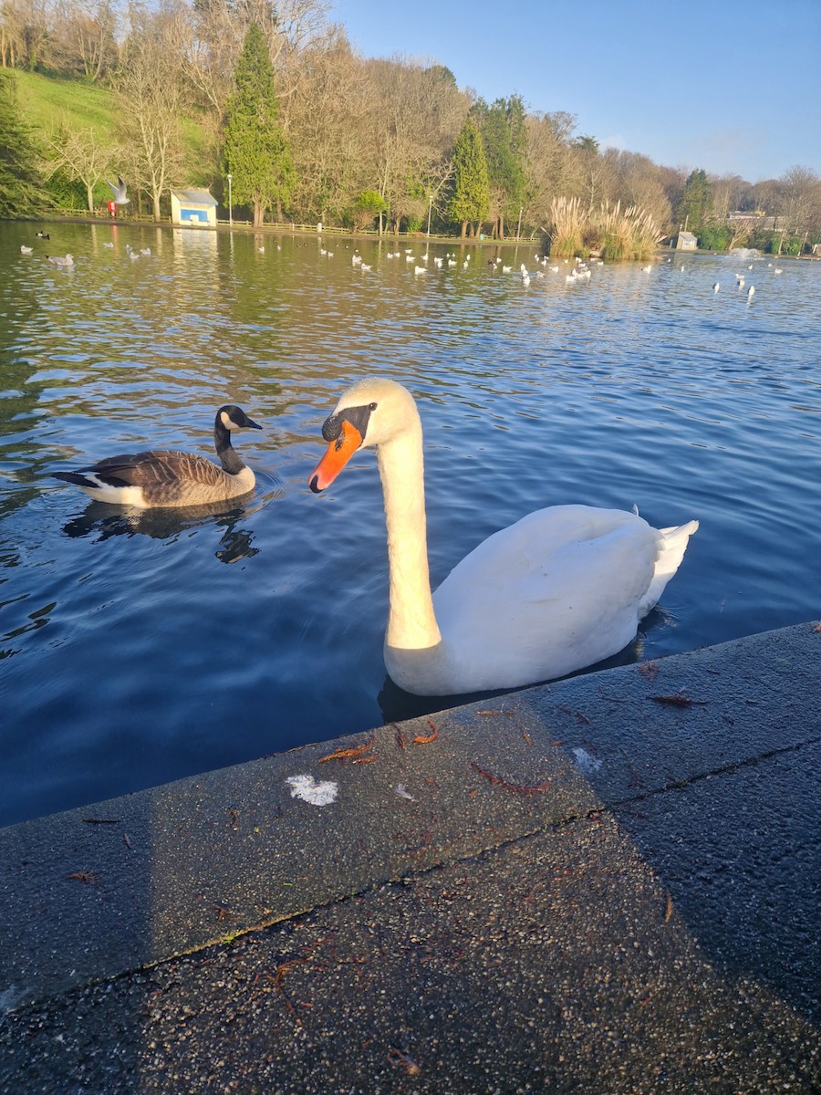 Mute Swan - ML646741039