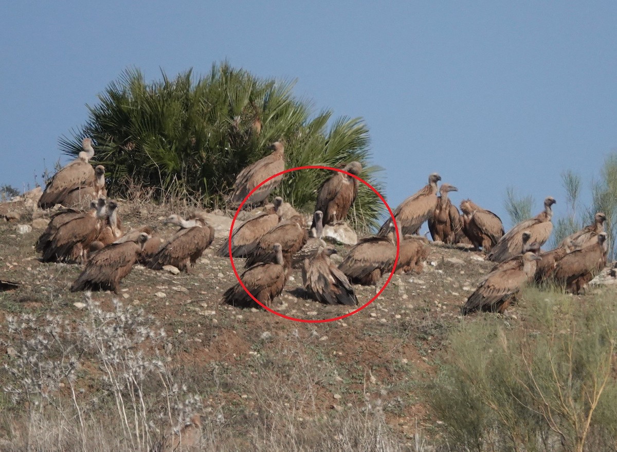 skjellgribb - ML646741040