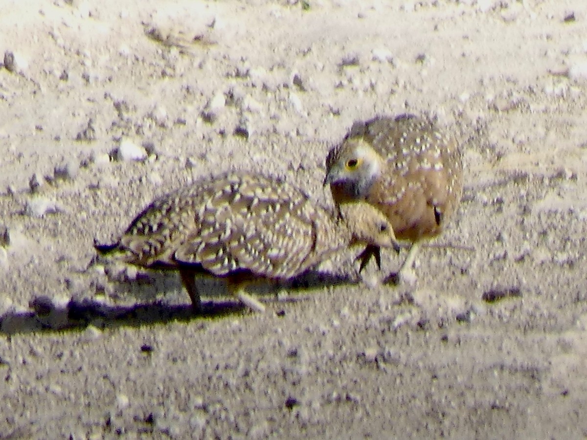 Ganga Goteada - ML646741043