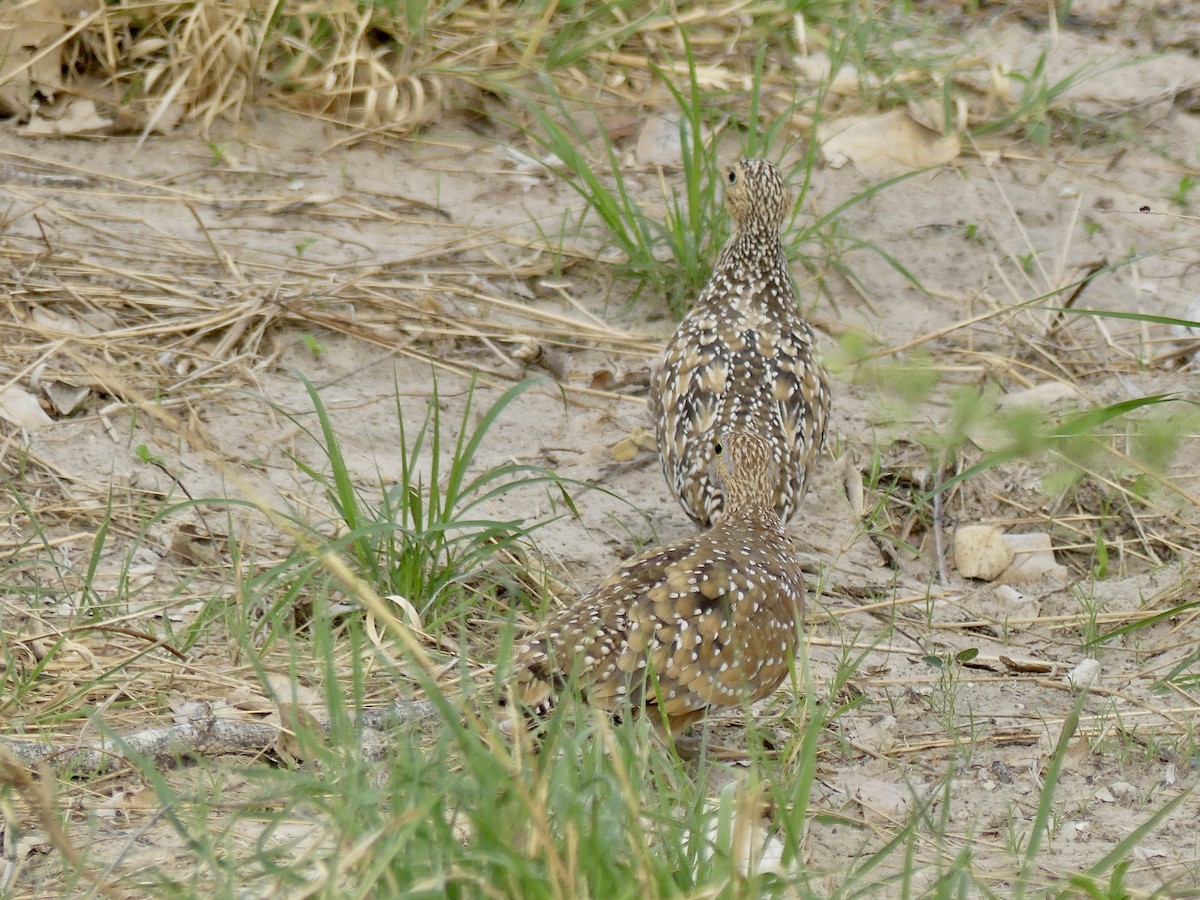 Ganga Goteada - ML646741044