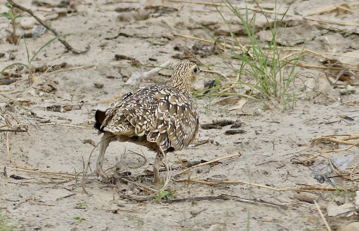 Ganga Goteada - ML646741045