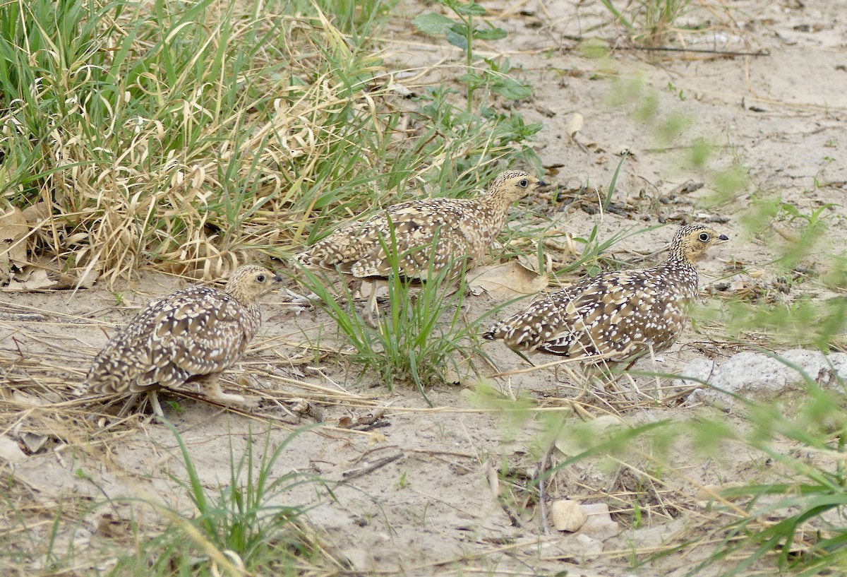 Ganga Goteada - ML646741046