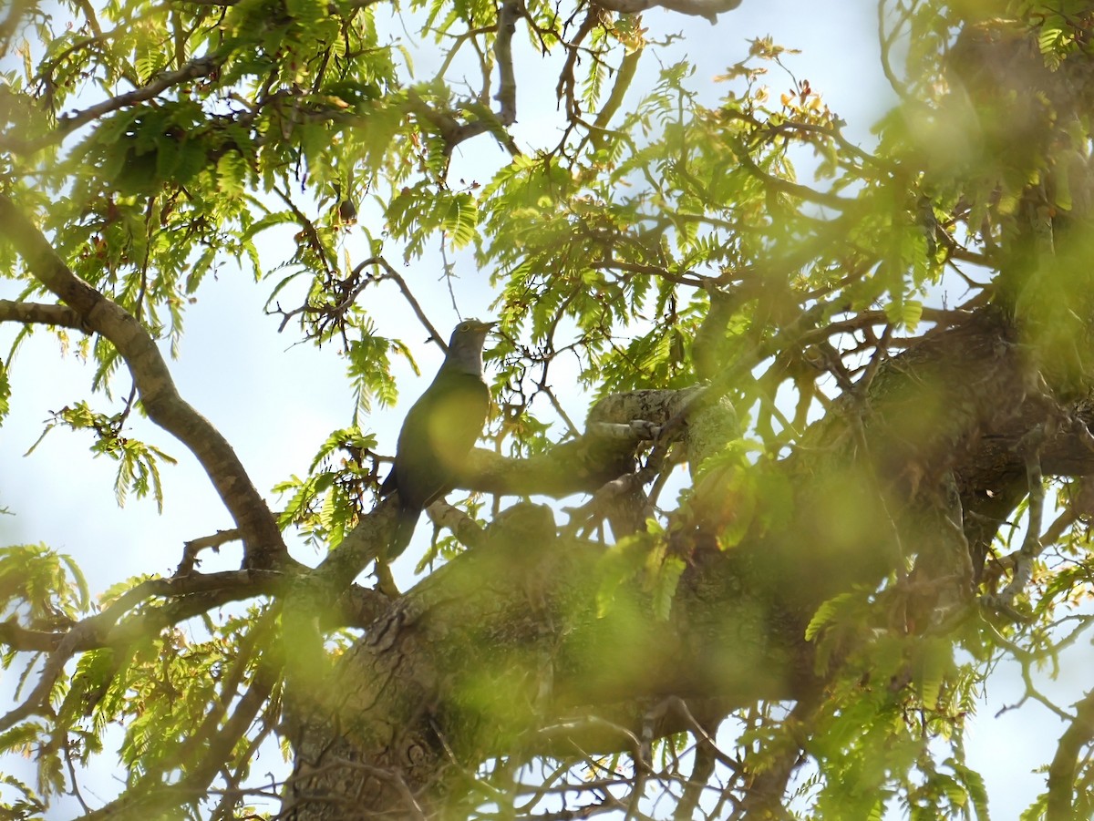 Madagascar Cuckoo - ML646741047
