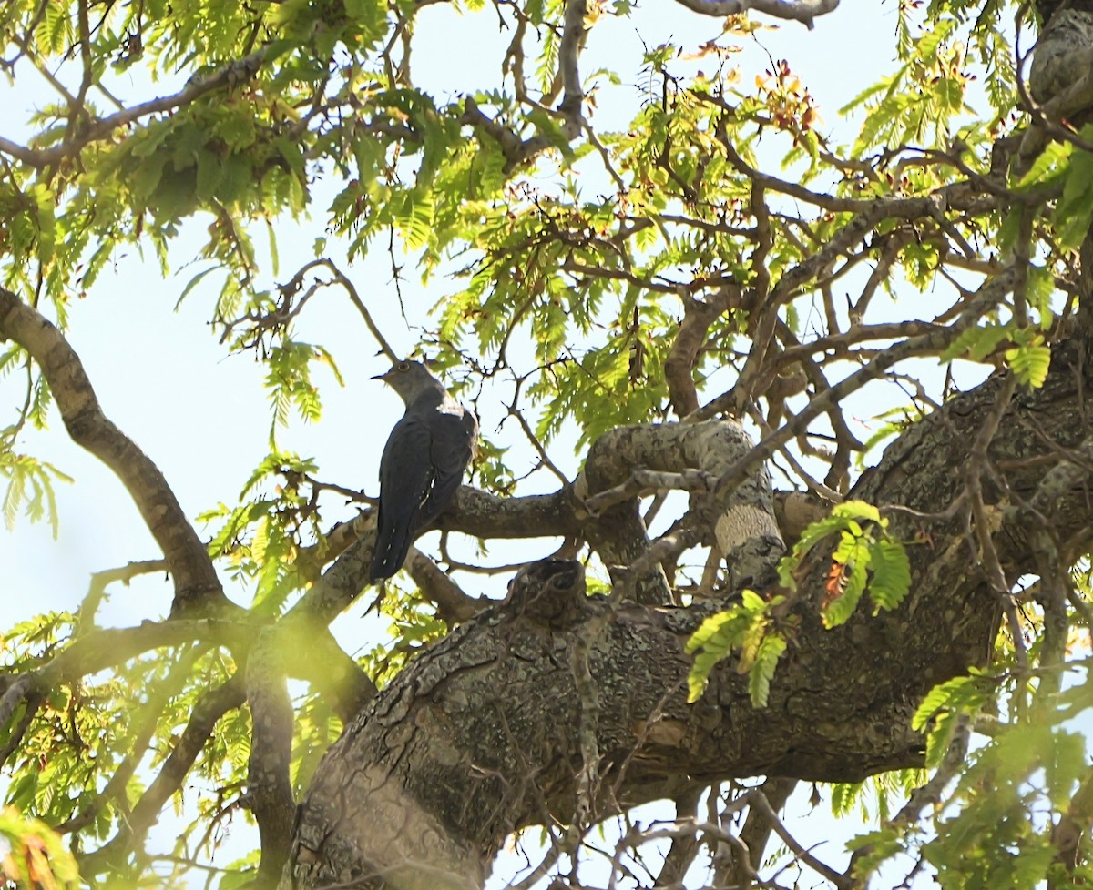 Madagascar Cuckoo - ML646741048