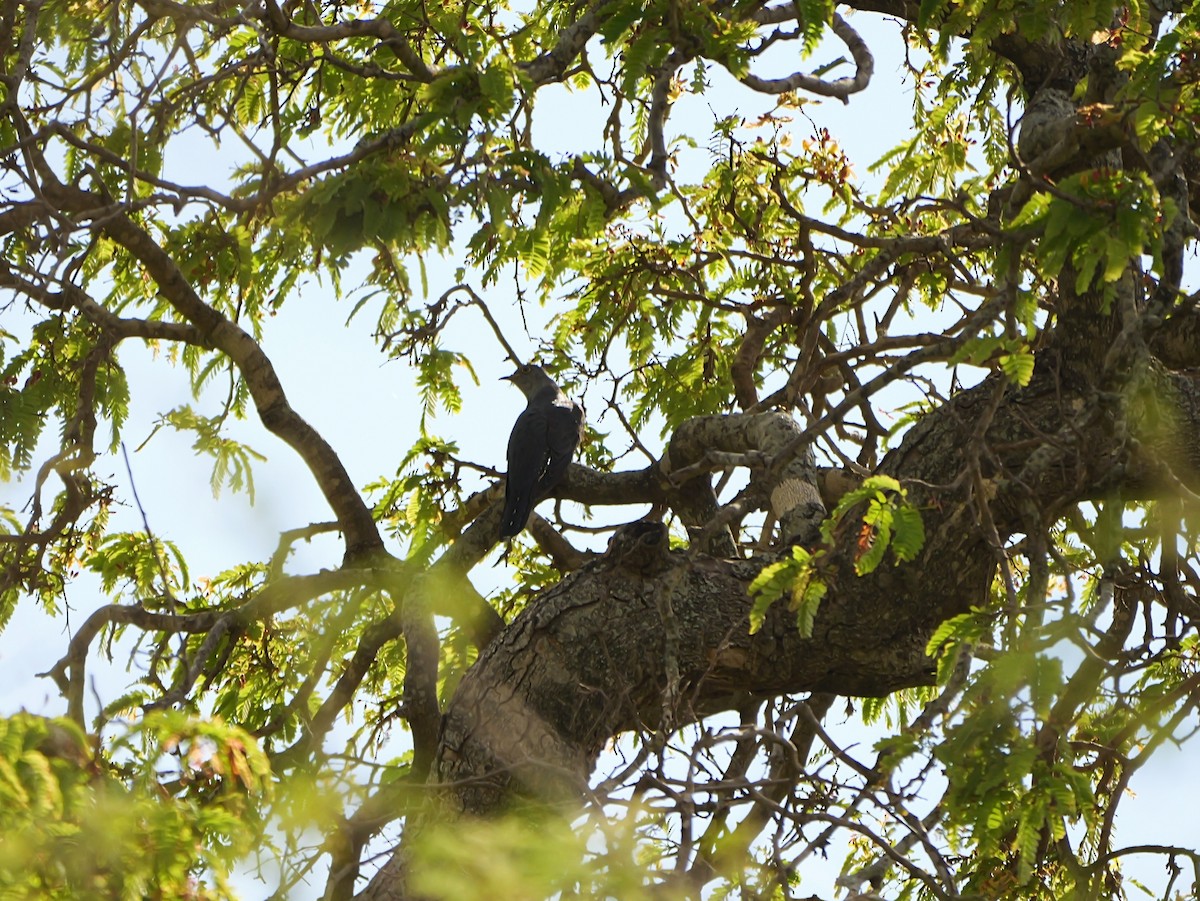 Madagascar Cuckoo - ML646741049