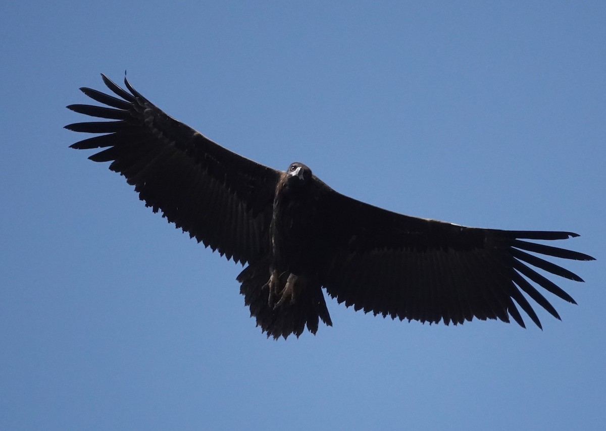 sup hnědý - ML646741054