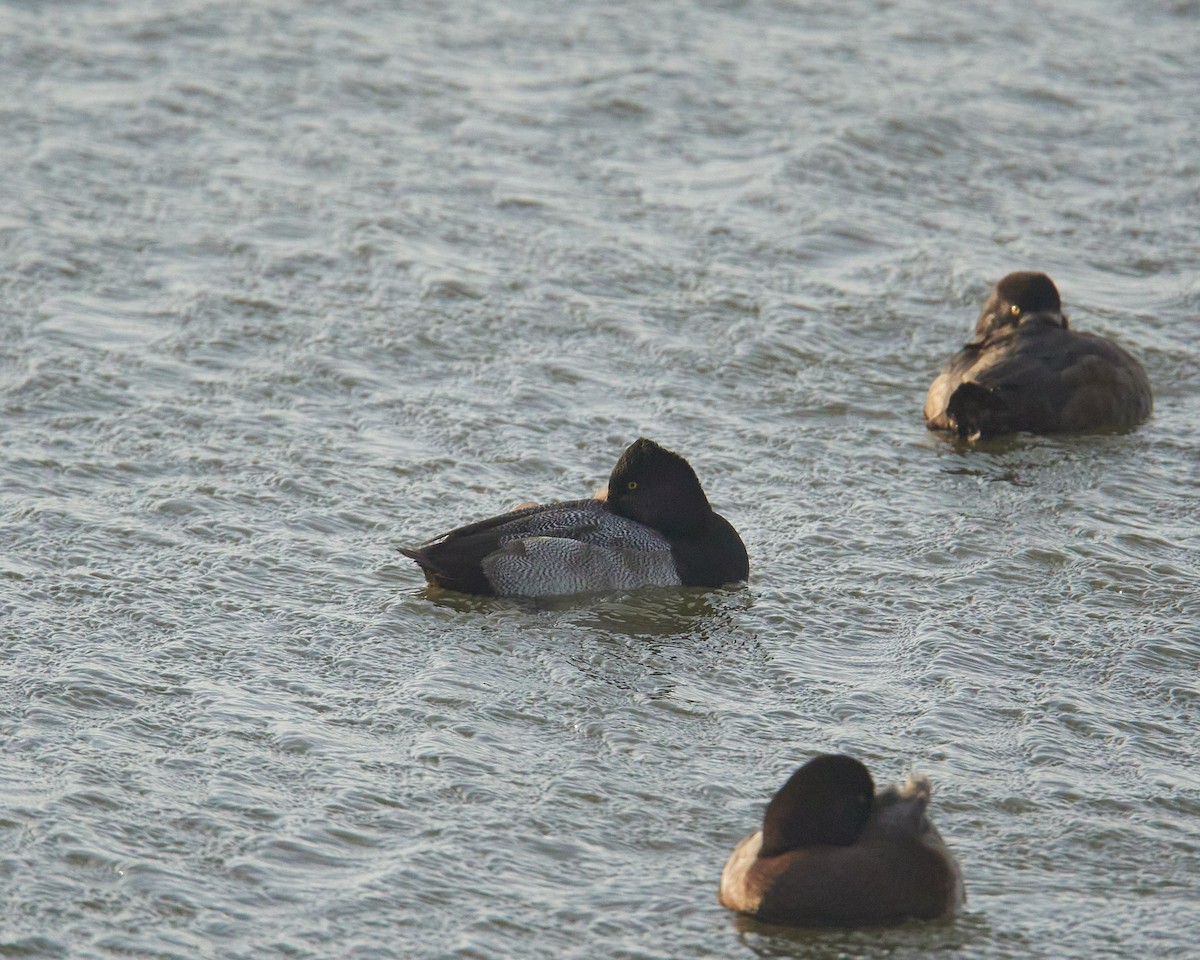 Lesser Scaup - ML646741055