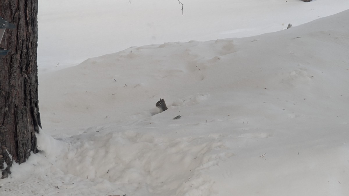 Sincap - ML646741056